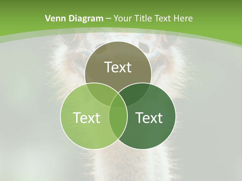 Beak Emu Tall PowerPoint Template