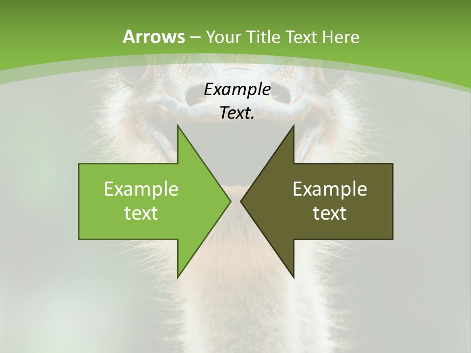 Beak Emu Tall PowerPoint Template