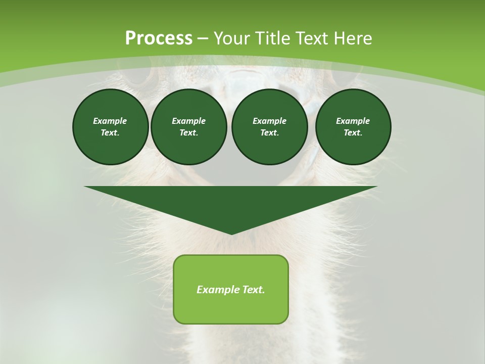 Beak Emu Tall PowerPoint Template