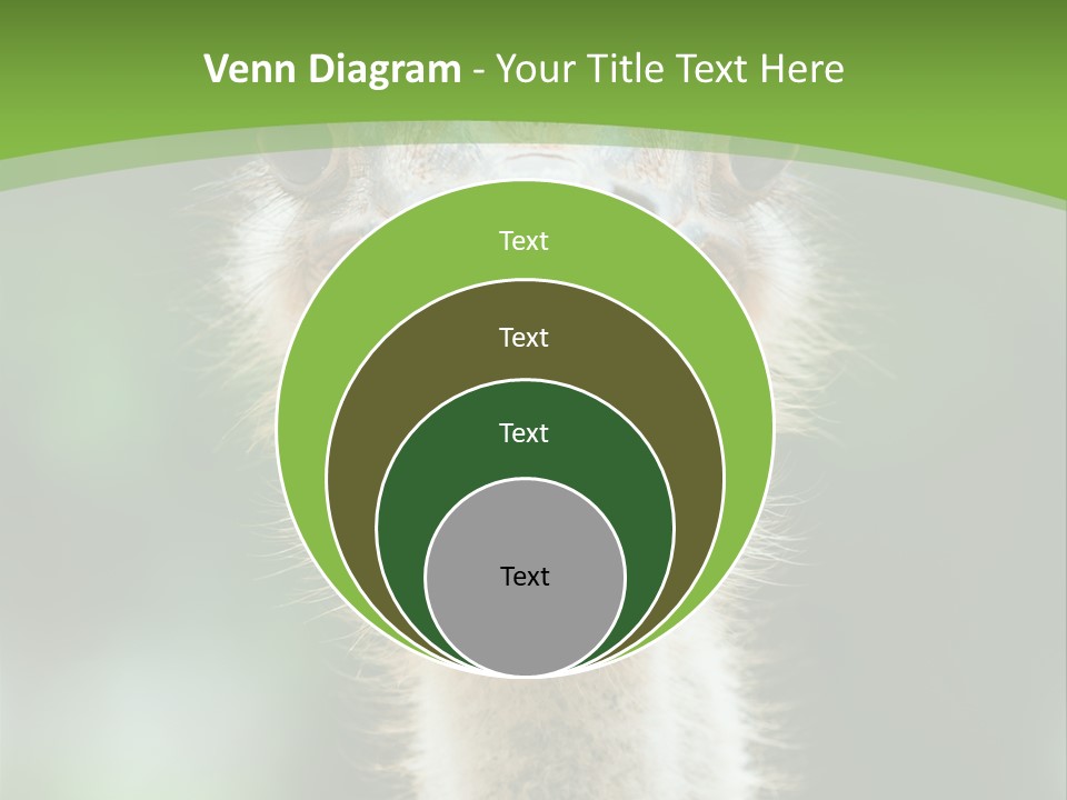 Beak Emu Tall PowerPoint Template