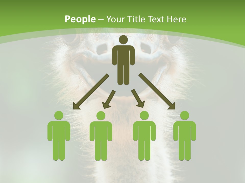 Beak Emu Tall PowerPoint Template