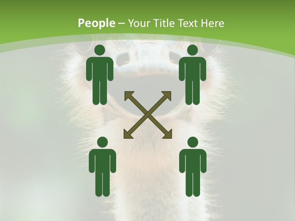 Beak Emu Tall PowerPoint Template