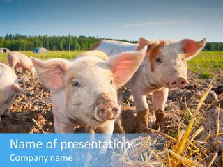 Livestock Piglet Scene PowerPoint Template