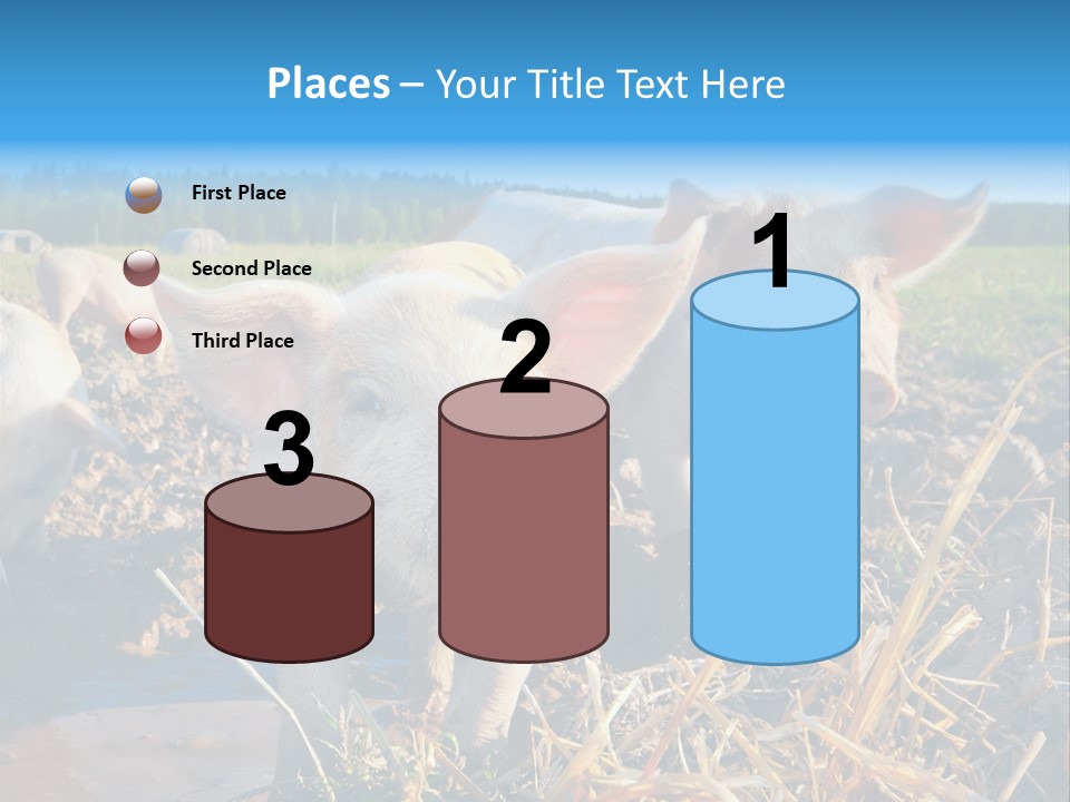 Livestock Piglet Scene PowerPoint Template