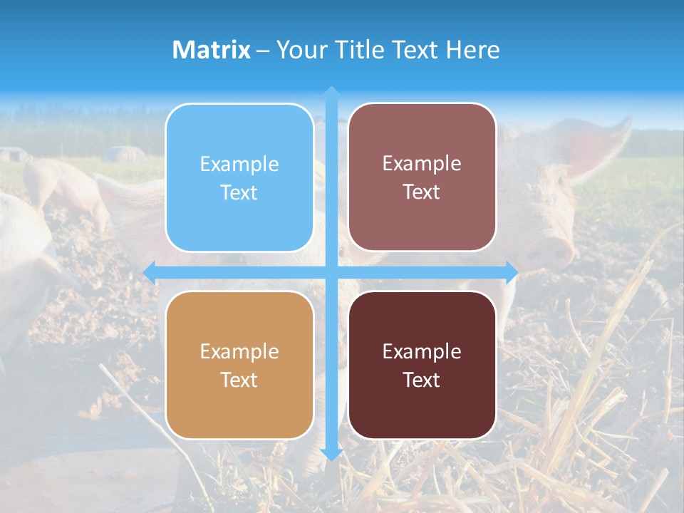 Livestock Piglet Scene PowerPoint Template