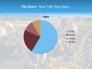 Livestock Piglet Scene PowerPoint Template