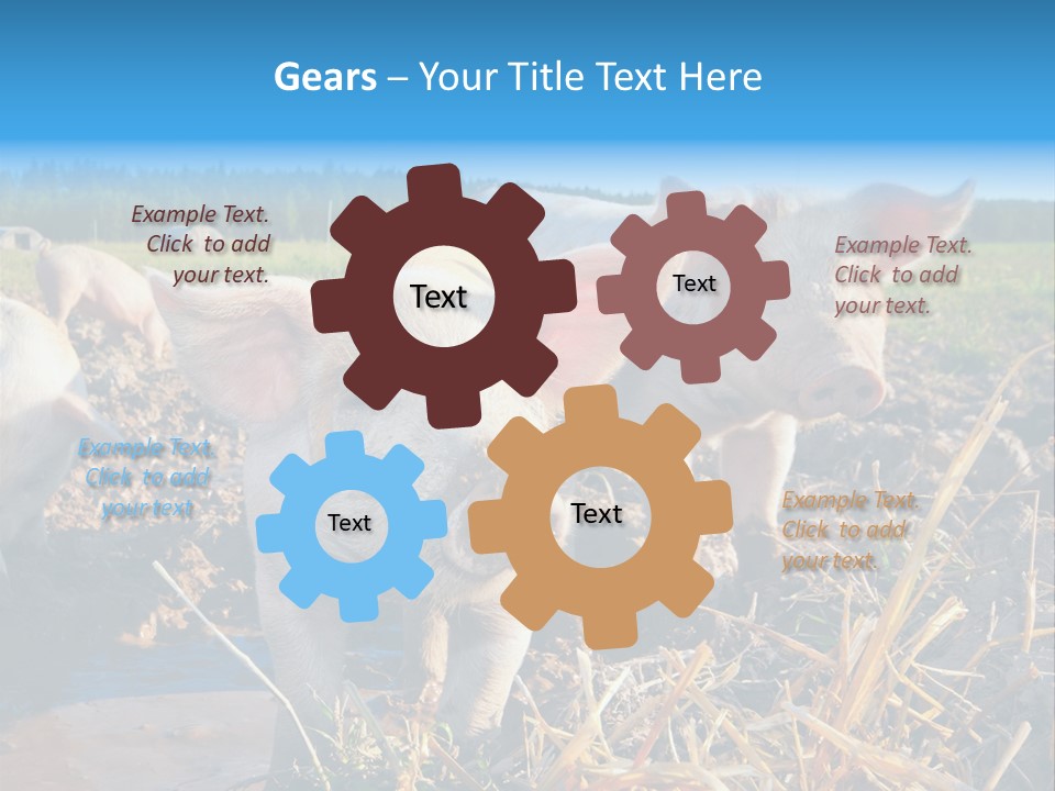 Livestock Piglet Scene PowerPoint Template