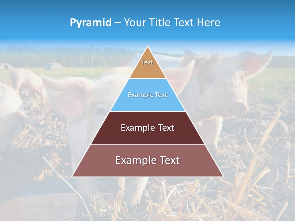 Livestock Piglet Scene PowerPoint Template