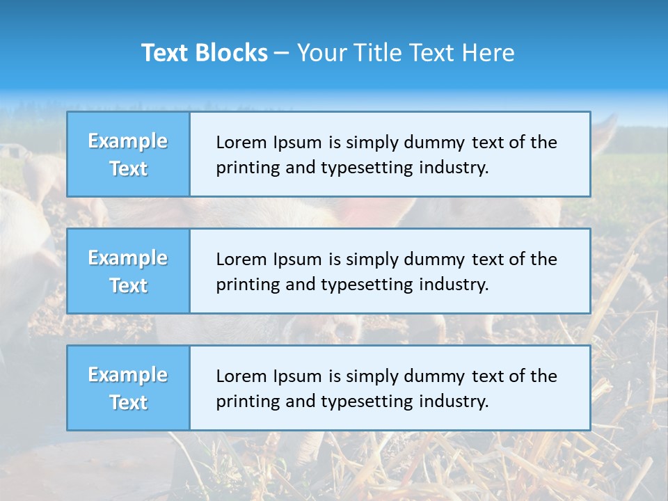 Livestock Piglet Scene PowerPoint Template