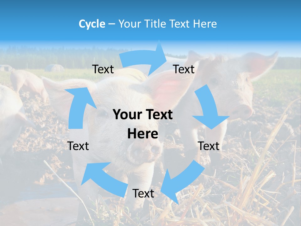 Livestock Piglet Scene PowerPoint Template