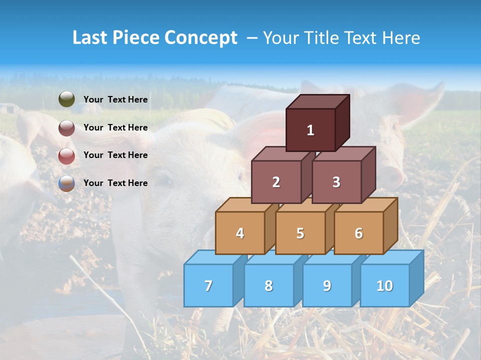 Livestock Piglet Scene PowerPoint Template