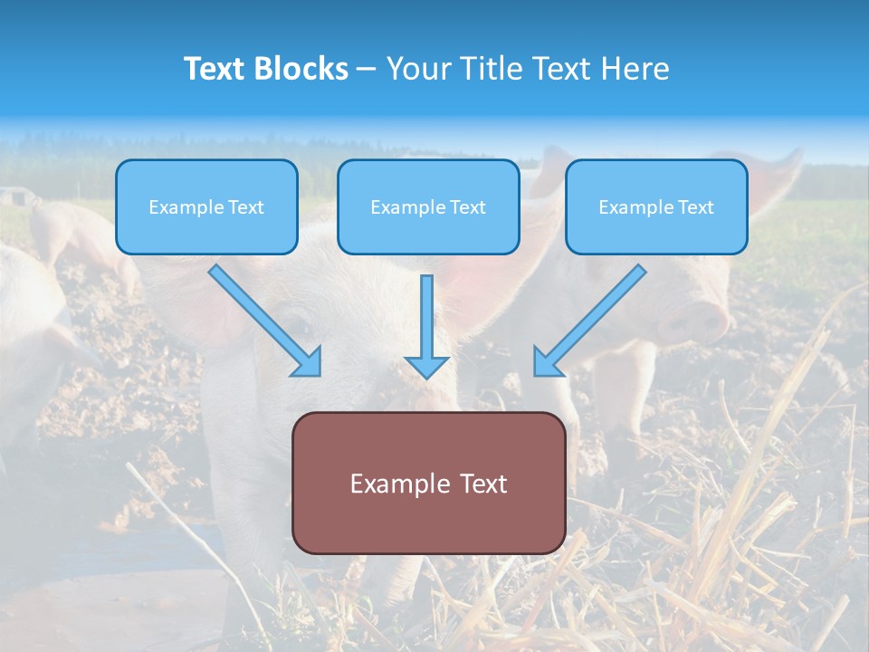 Livestock Piglet Scene PowerPoint Template