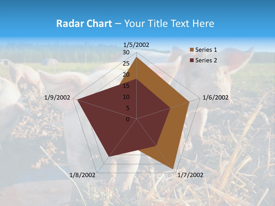 Livestock Piglet Scene PowerPoint Template
