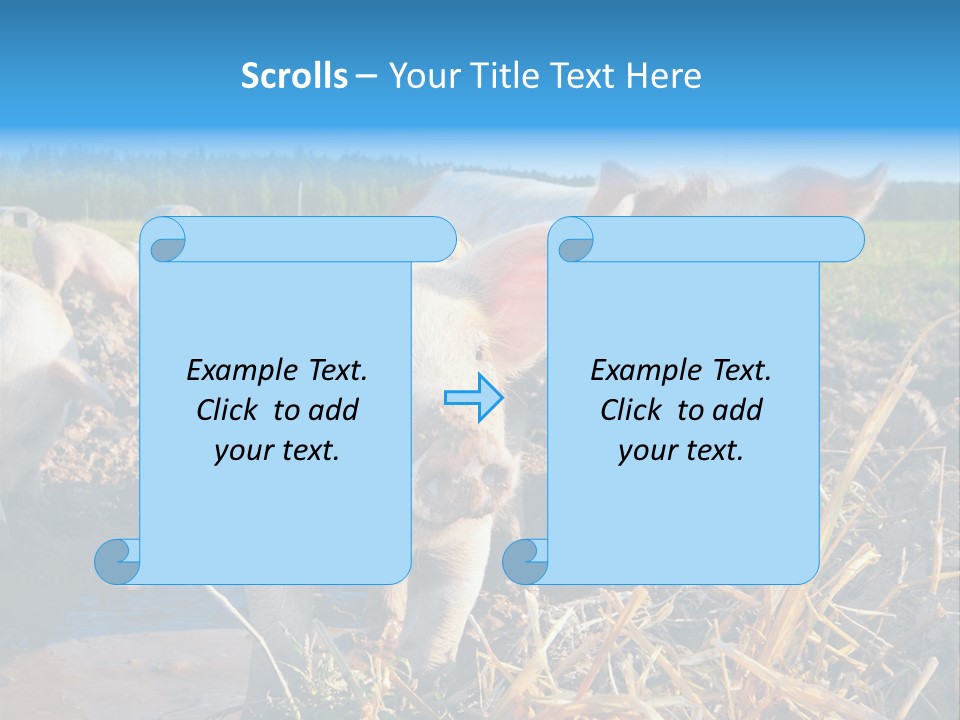 Livestock Piglet Scene PowerPoint Template