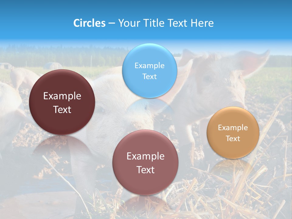 Livestock Piglet Scene PowerPoint Template