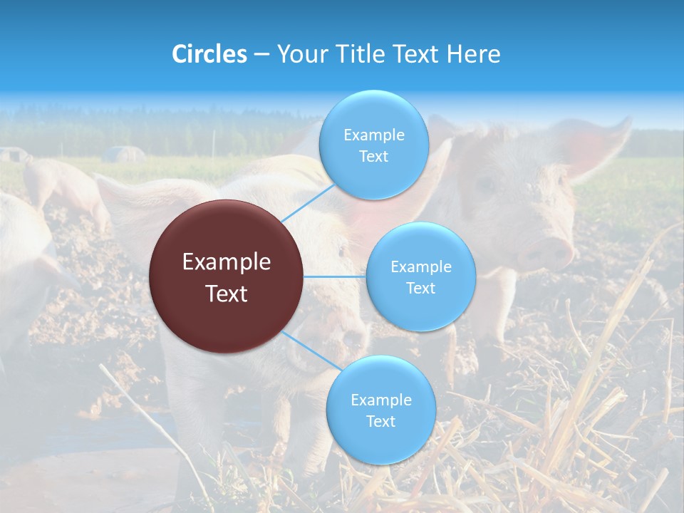 Livestock Piglet Scene PowerPoint Template