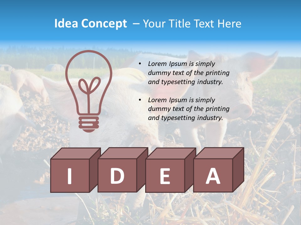 Livestock Piglet Scene PowerPoint Template