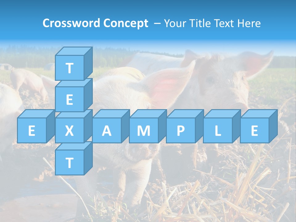 Livestock Piglet Scene PowerPoint Template