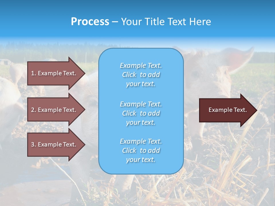 Livestock Piglet Scene PowerPoint Template