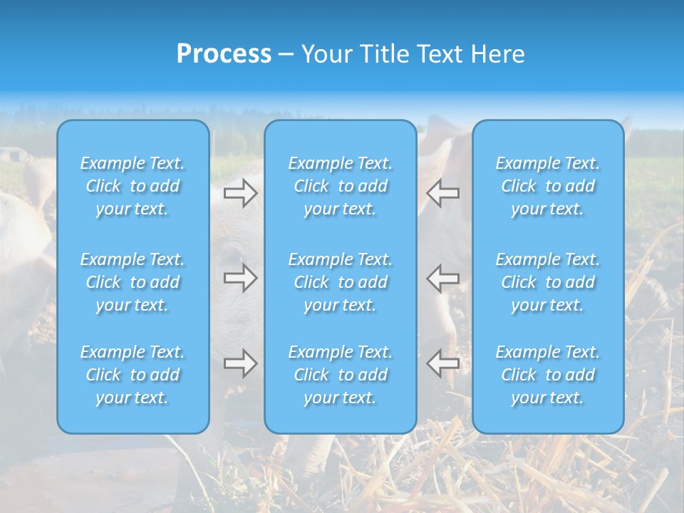 Livestock Piglet Scene PowerPoint Template