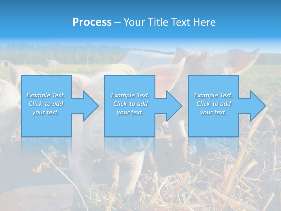 Livestock Piglet Scene PowerPoint Template