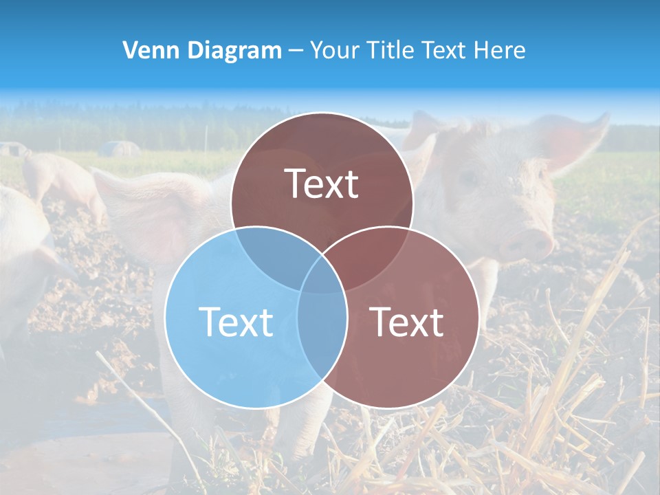 Livestock Piglet Scene PowerPoint Template