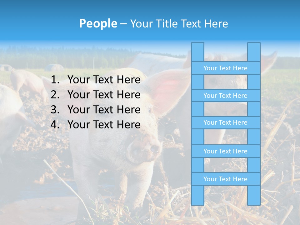 Livestock Piglet Scene PowerPoint Template