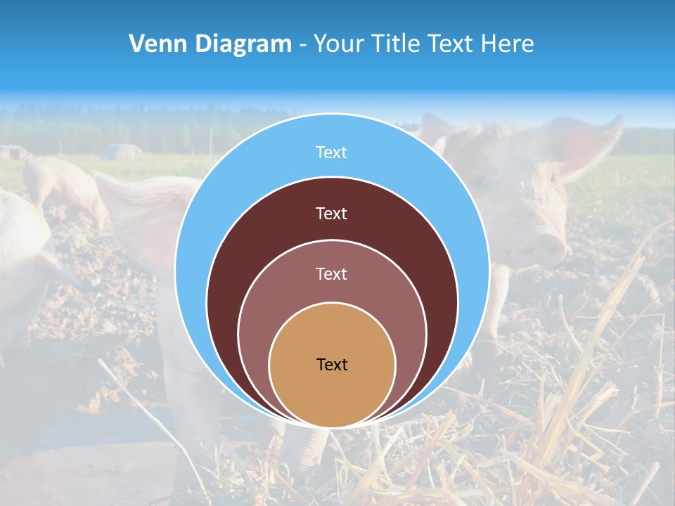 Livestock Piglet Scene PowerPoint Template