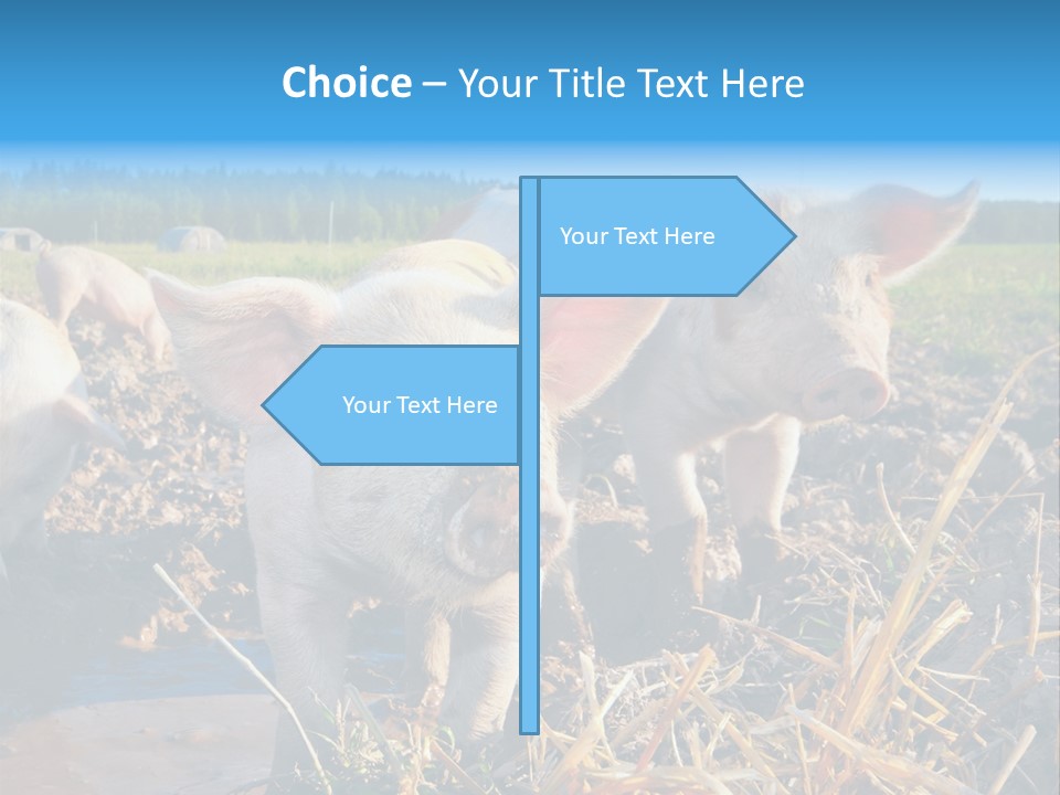 Livestock Piglet Scene PowerPoint Template