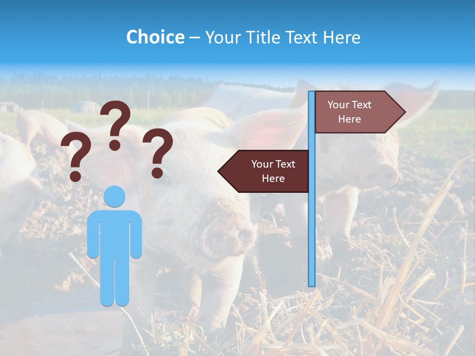 Livestock Piglet Scene PowerPoint Template