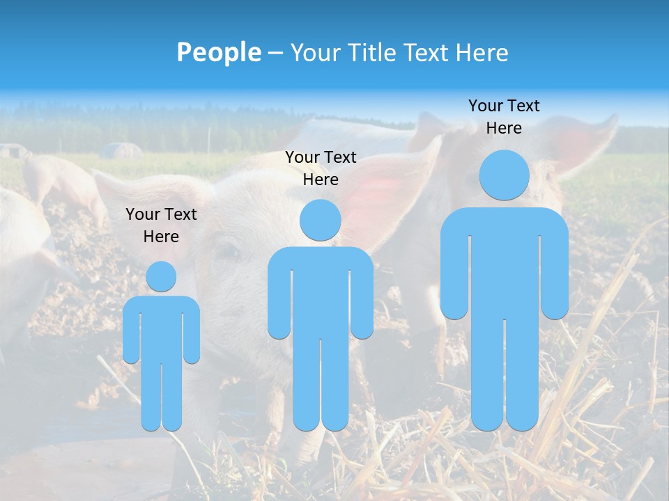 Livestock Piglet Scene PowerPoint Template