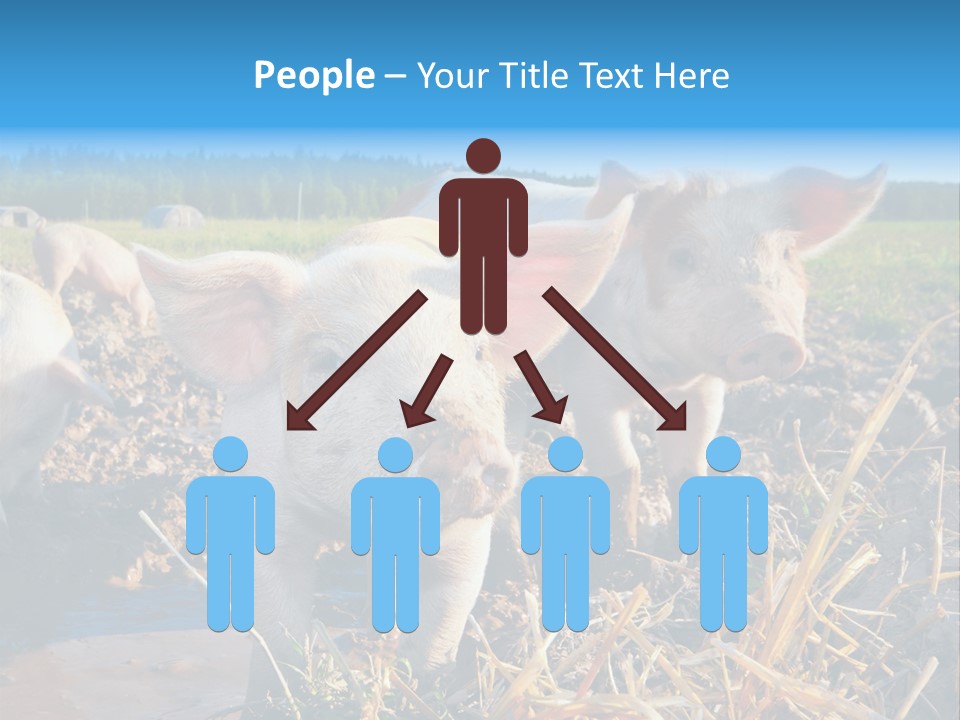 Livestock Piglet Scene PowerPoint Template