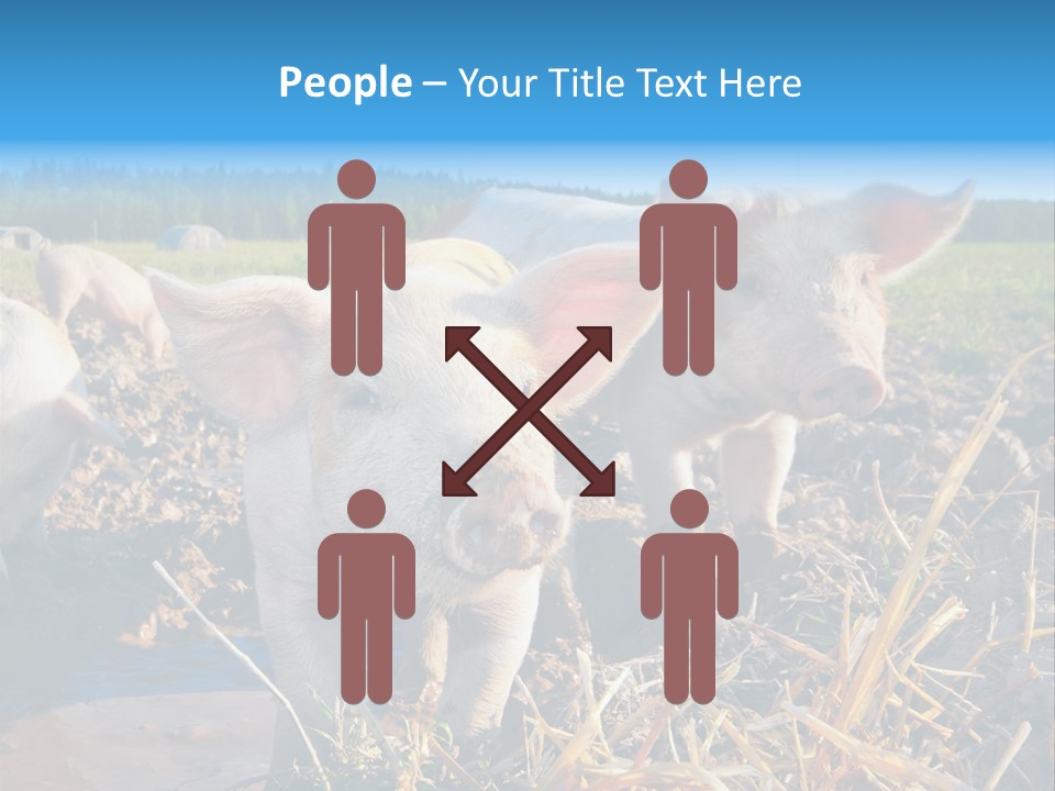 Livestock Piglet Scene PowerPoint Template