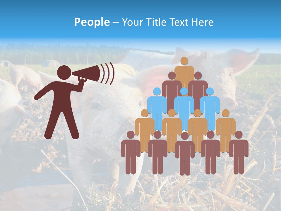 Livestock Piglet Scene PowerPoint Template