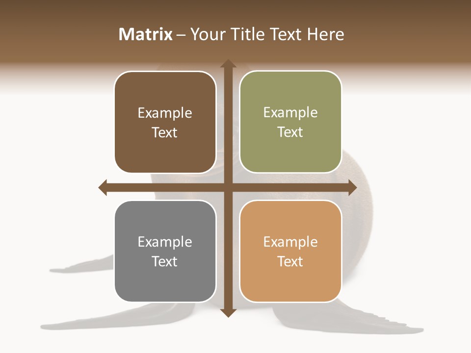 Zalophus Californianus Young Animal Isolated On White PowerPoint Template