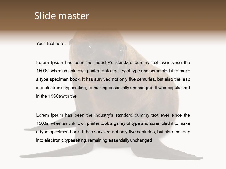 Zalophus Californianus Young Animal Isolated On White PowerPoint Template