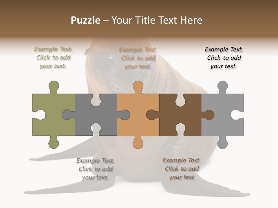 Zalophus Californianus Young Animal Isolated On White PowerPoint Template