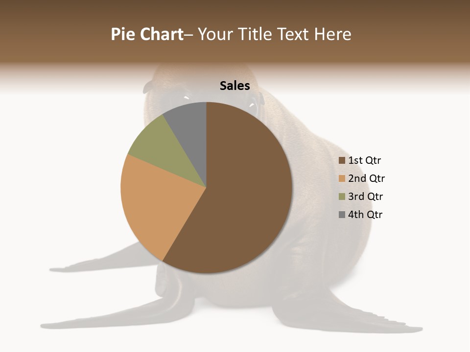 Zalophus Californianus Young Animal Isolated On White PowerPoint Template