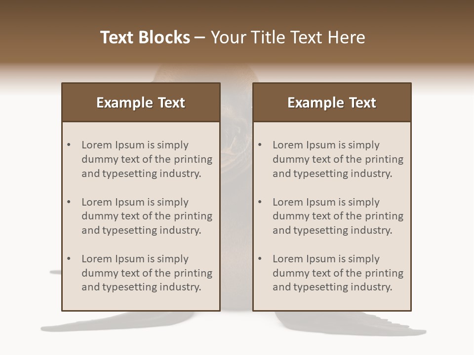 Zalophus Californianus Young Animal Isolated On White PowerPoint Template
