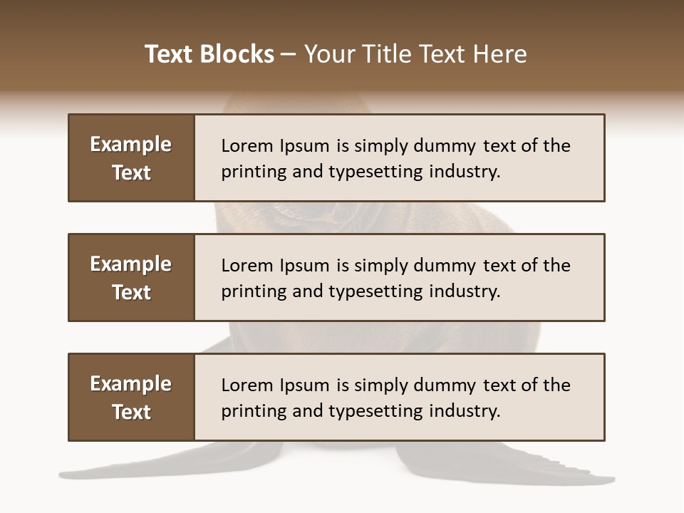 Zalophus Californianus Young Animal Isolated On White PowerPoint Template