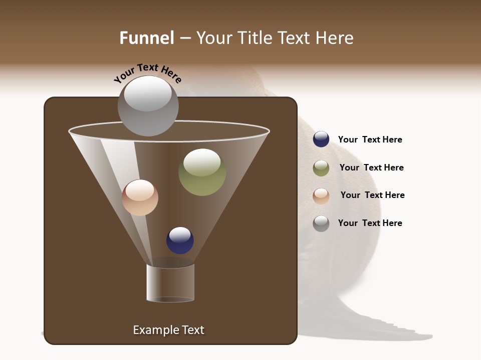 Zalophus Californianus Young Animal Isolated On White PowerPoint Template