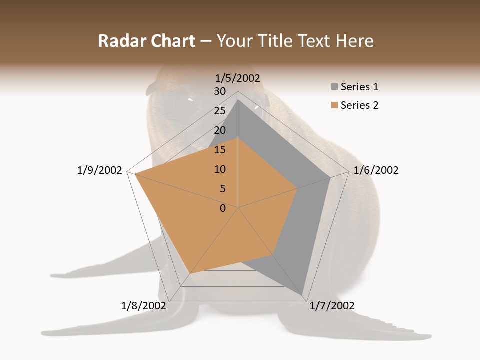 Zalophus Californianus Young Animal Isolated On White PowerPoint Template