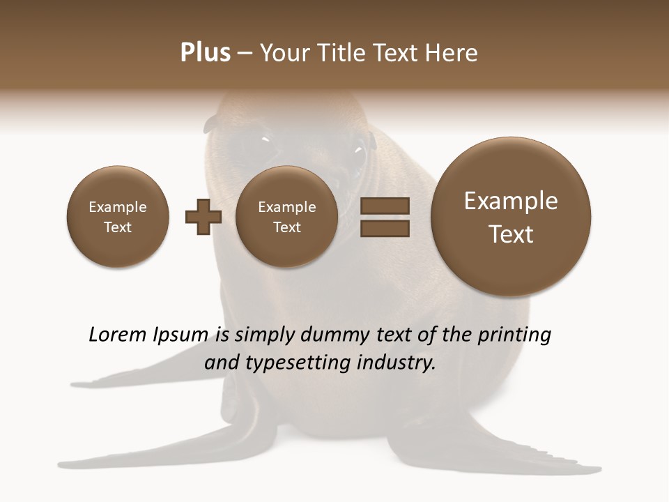 Zalophus Californianus Young Animal Isolated On White PowerPoint Template