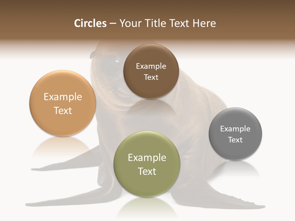 Zalophus Californianus Young Animal Isolated On White PowerPoint Template