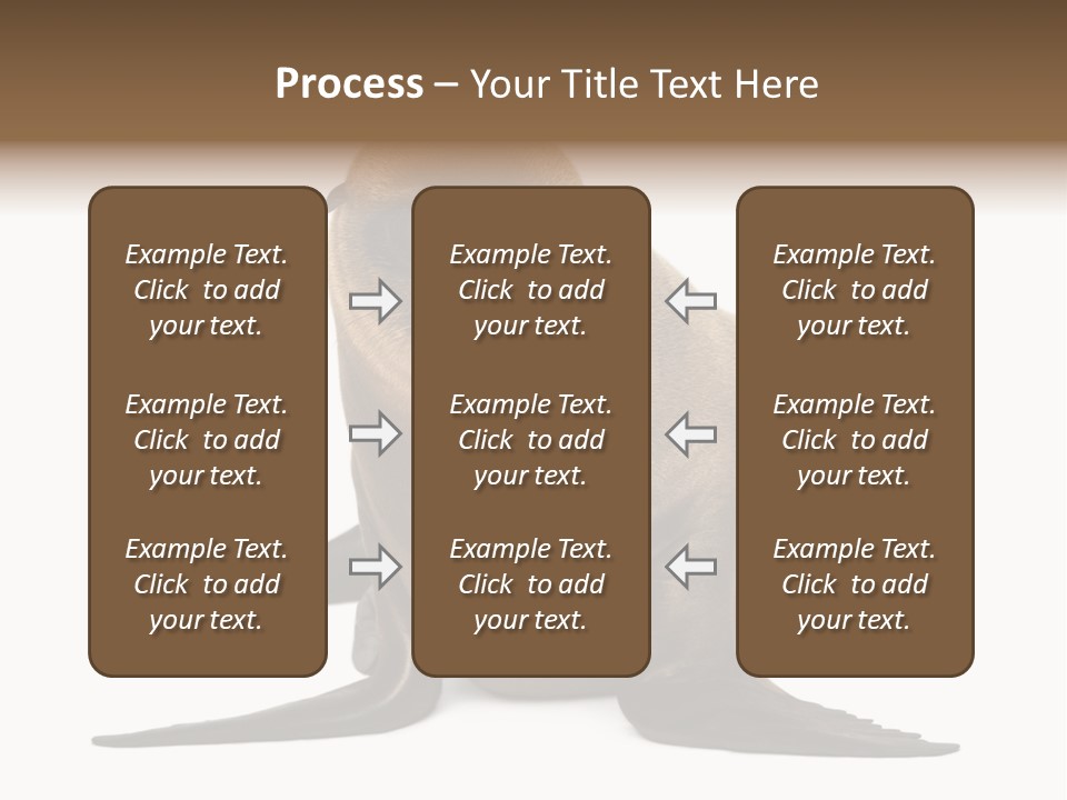 Zalophus Californianus Young Animal Isolated On White PowerPoint Template