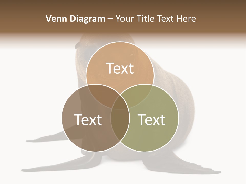 Zalophus Californianus Young Animal Isolated On White PowerPoint Template