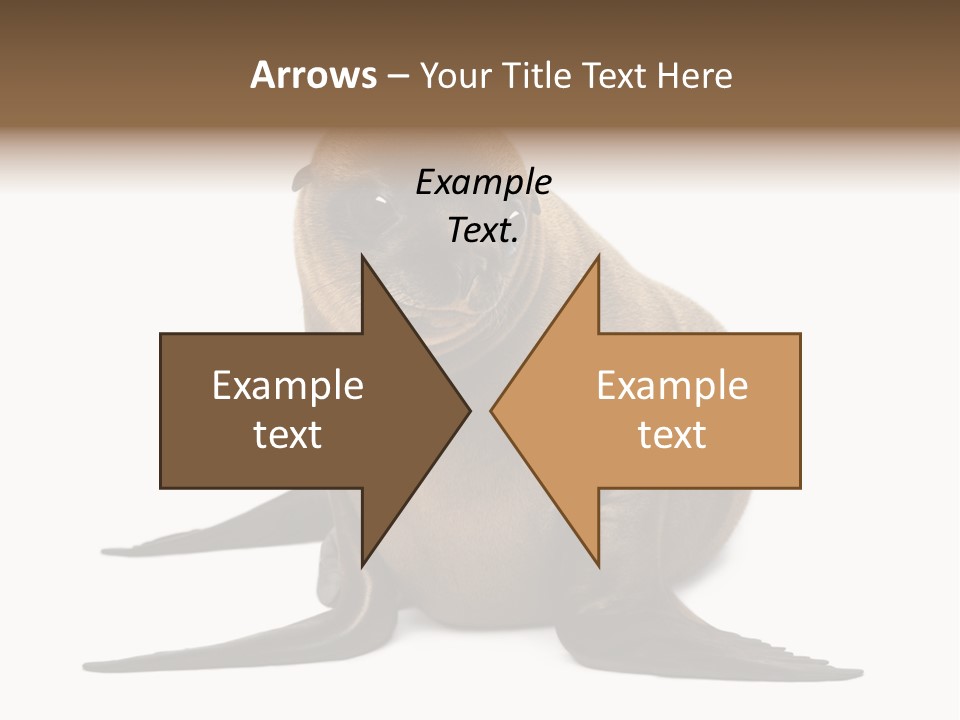 Zalophus Californianus Young Animal Isolated On White PowerPoint Template