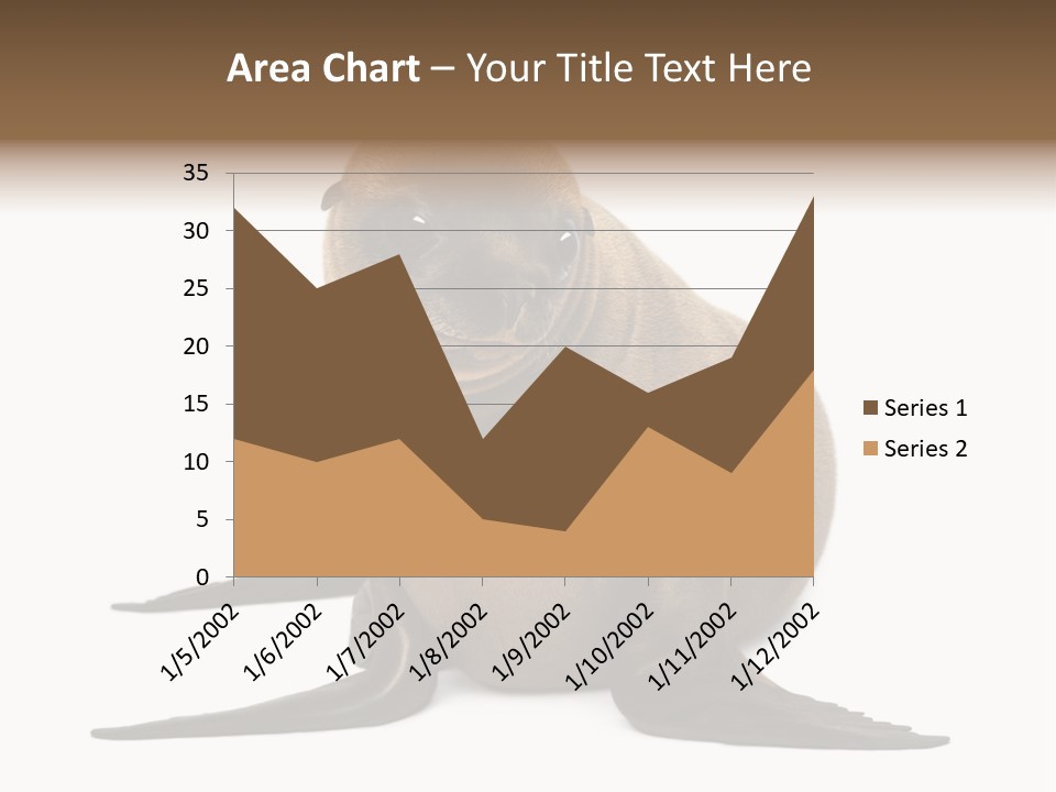 Zalophus Californianus Young Animal Isolated On White PowerPoint Template