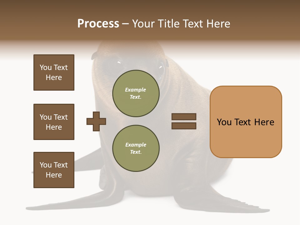Zalophus Californianus Young Animal Isolated On White PowerPoint Template