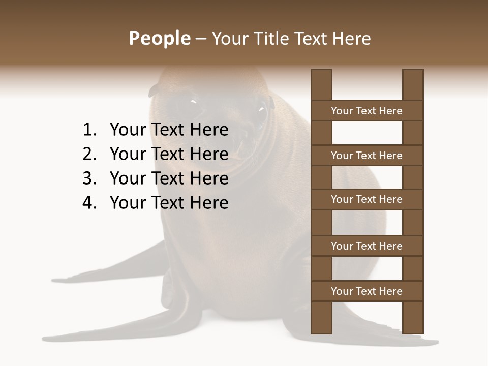 Zalophus Californianus Young Animal Isolated On White PowerPoint Template